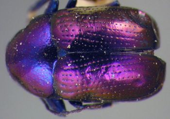 Media type: image; Entomology 9277   Aspect: habitus dorsal view